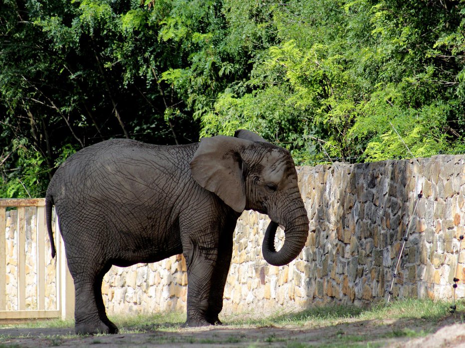 Fotografija: Ubogo slonico je smrt najstarejše samice močno prizadela.