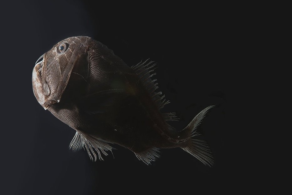 Fotografija: Globokomorske nevidne ribe FOTO: KAREN OSBORN