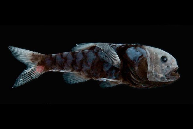 Globokomorske nevidne ribe FOTO: KAREN OSBORN