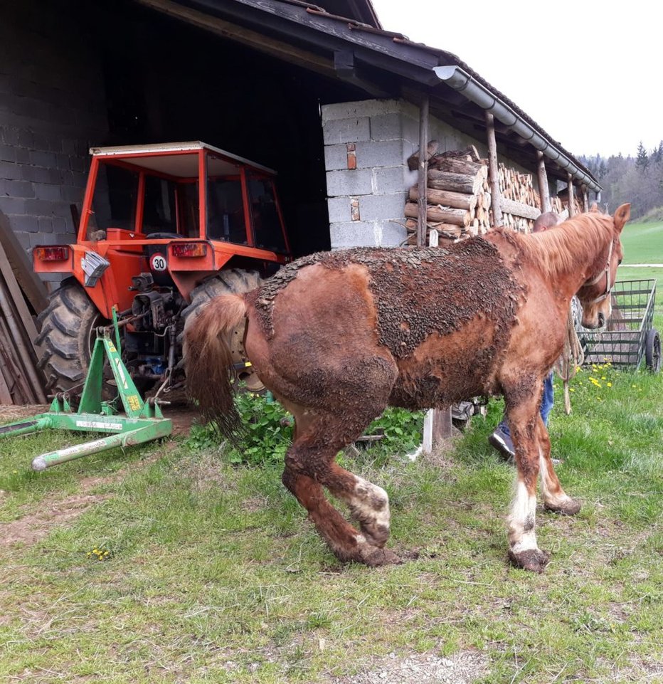 Fotografija: Konj ni mogel stati, ko so ga rešili iz hleva.
