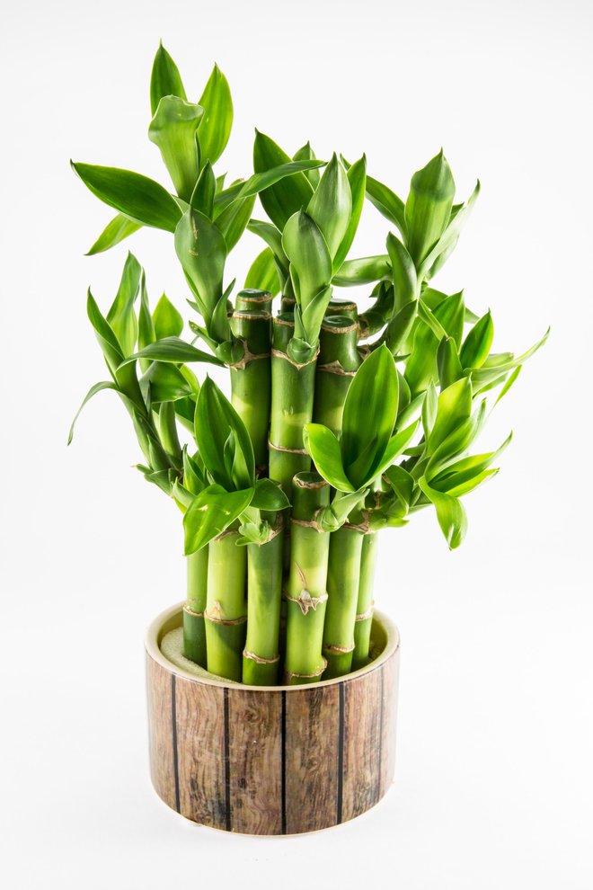 Bambus sreče raste zgolj v vodi. FOTO: Vrabelpeter1/Getty Images