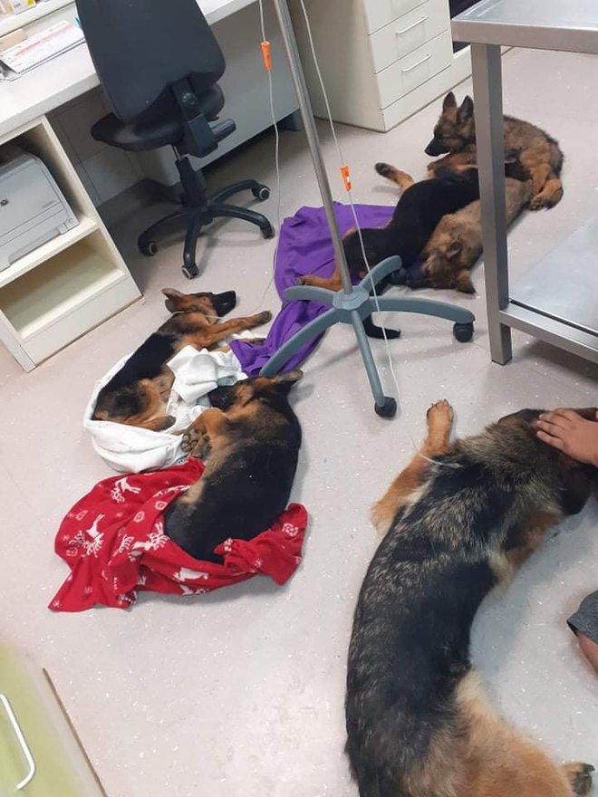 Ubogim psom so pomagali soboški veterinarji. FOTOGRAFIJE: osebni arhiv