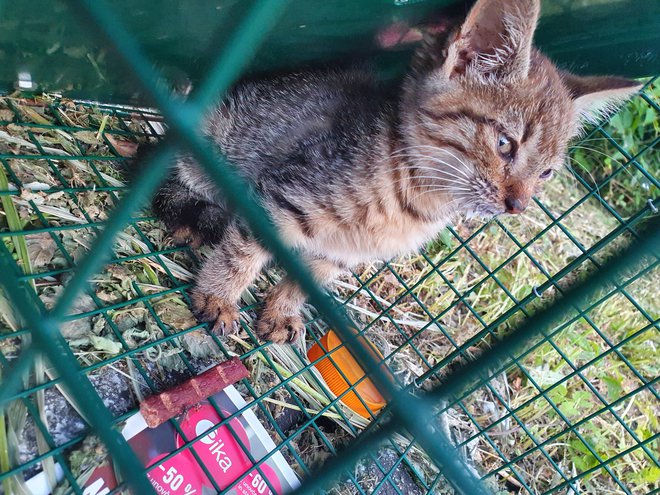 Mačji mladič je umrl v kletki, v kateri je bil zaprt več ur. FOTO: Osebni ahriv