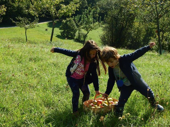 Letos se bodo na sejmu prodajala zgolj in samo jabolka FOTOGRAFIJE: Kozjanski park