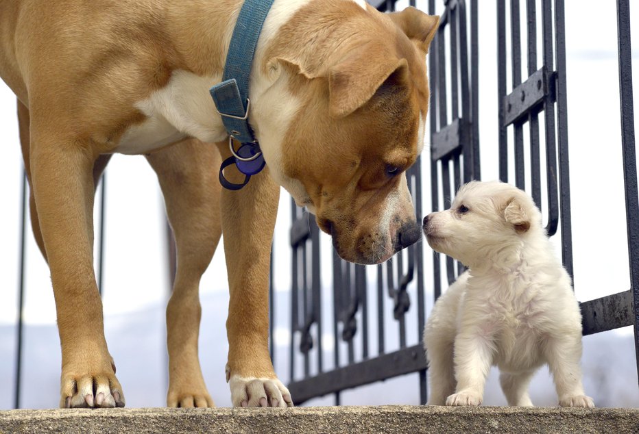 Fotografija: Za kužnim kašljem lahko zbolijo tako mladiči kot odrasli psi. Foto: Redstallion/Getty Images