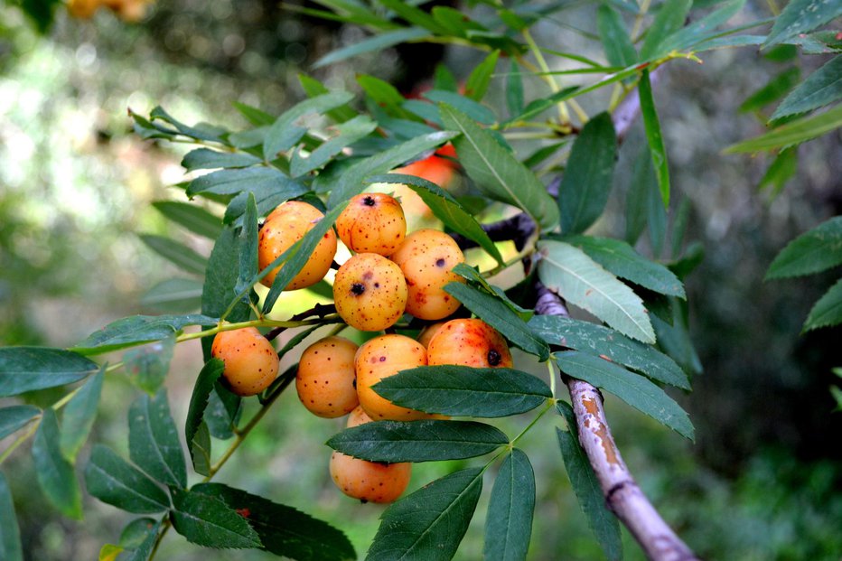 Fotografija: Užitni so le dobro zreli sadeži. FOTO: Casafacilefelice/Getty Images