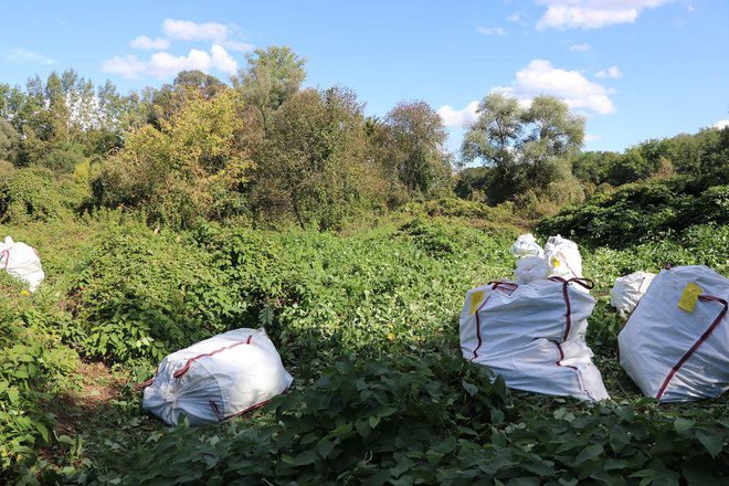 Pomurski policisti zasegli 836 sadik konoplje. FOTO: Policija