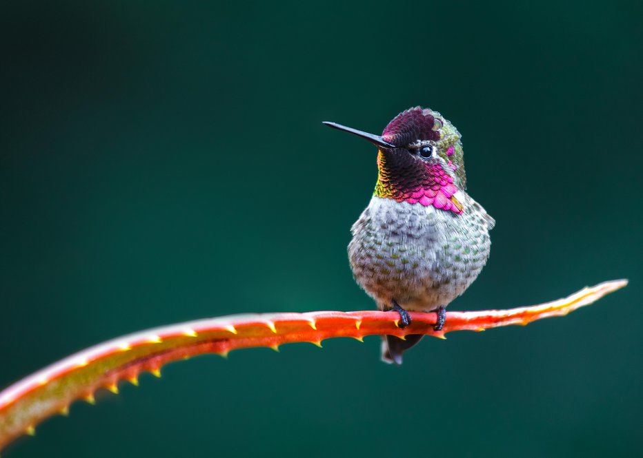 Fotografija: Med ene najbolj zanimivih vrst ptičev spadajo kolibriji. FOTO: Fireglo2/Getty Images