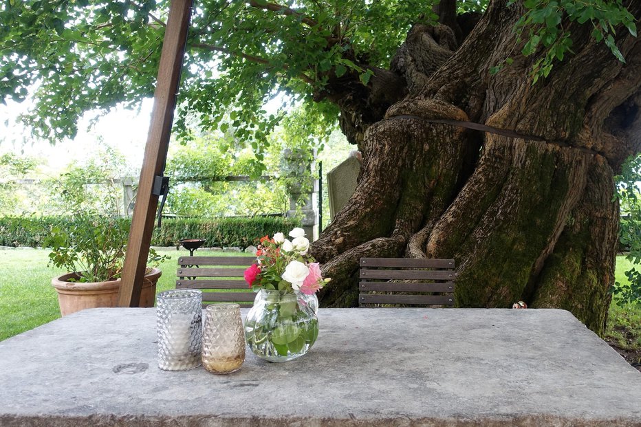 Fotografija: Vrtnični pozdrav pod starodavno murvo Fabianijevih Fotografije: Iztok Ilich