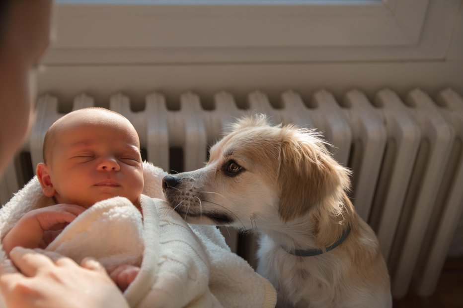 Fotografija: Z otrokom ne rinite pred pasji smrček, ampak živali pustite, da se sama odloči, kdaj in koliko se mu bo približala. Foto: Daniel Besic/Getty Images