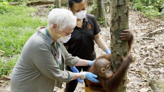 Med snemanjem na Borneu je mimogrede posvojila še tri orangutančke.