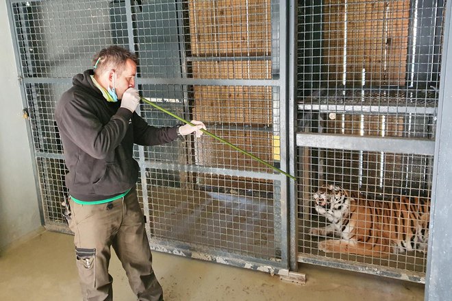 Takole cepijo tigra. FOTO: ZOO Ljubljana
