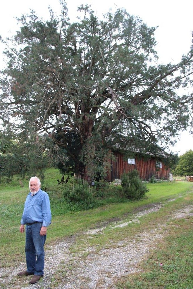 Najstarejše drevo v Pomurju se je v stoletjih močno razraslo.