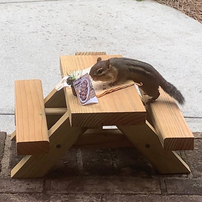 Prvič se je veverica povabila kar sama.