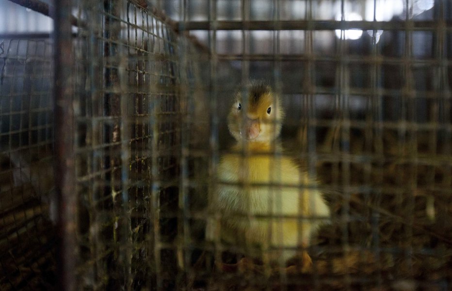 Fotografija: Bolezen lahko med domačo perjad zanesejo tudi ptice selivke. FOTO: Reuters