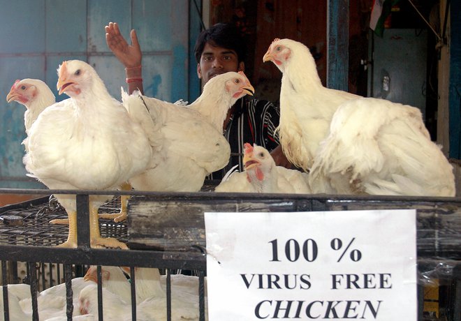 S ptičju gripo se ne srečujemo prvič. FOTO: Stringer, India, Reuters