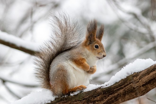 Zime ne prespi. FOTO: Jevgenija Sevrjukova, Getty Images