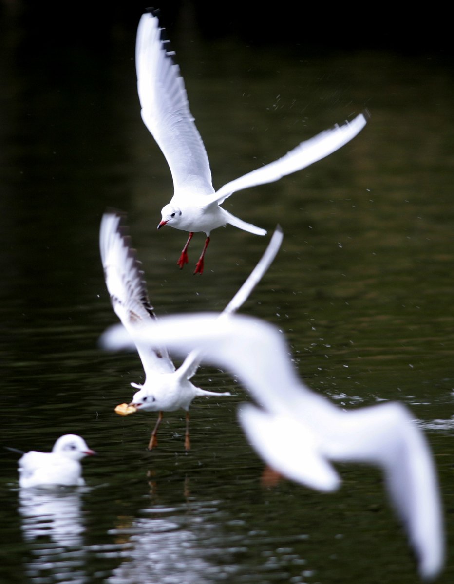 Fotografija: Ptice so prenašalke. FOTO: Peter Andrews, Reuters Pictures