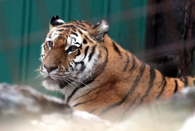 Največ mesa požreta sibirska tigra. Foto: Dejan Javornik