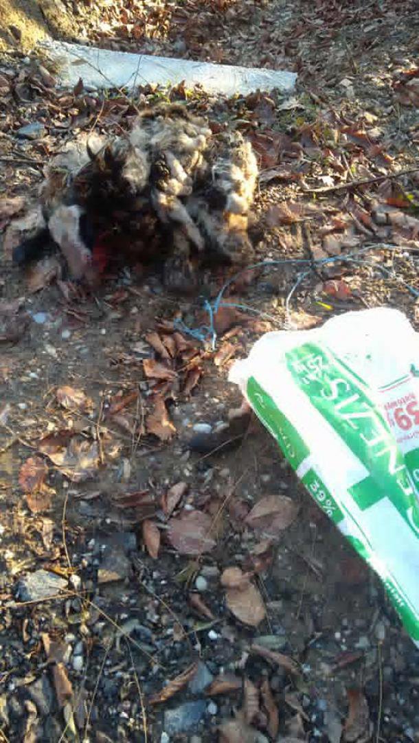 Fotografija: Nekdo je odvrgel ostanke jagnjeta in kadavra dveh mačk. FOTO: Oste Bakal