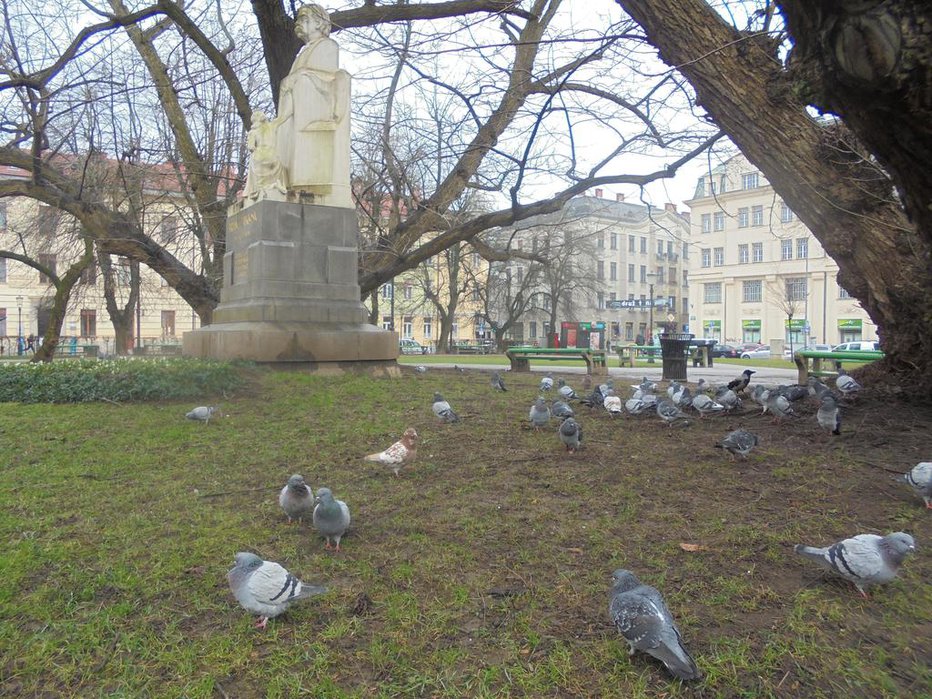 Fotografija: Golobi v Mikološičevem parku so huda nadloga, saj jih ljudje kljub prepovedi krmijo. FOTO: Janez Petkovšek/delo