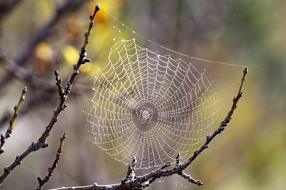 Fotografija: Strah je kot pajkova mreža, v katero se ujamete in se ne morete rešiti iz nje.