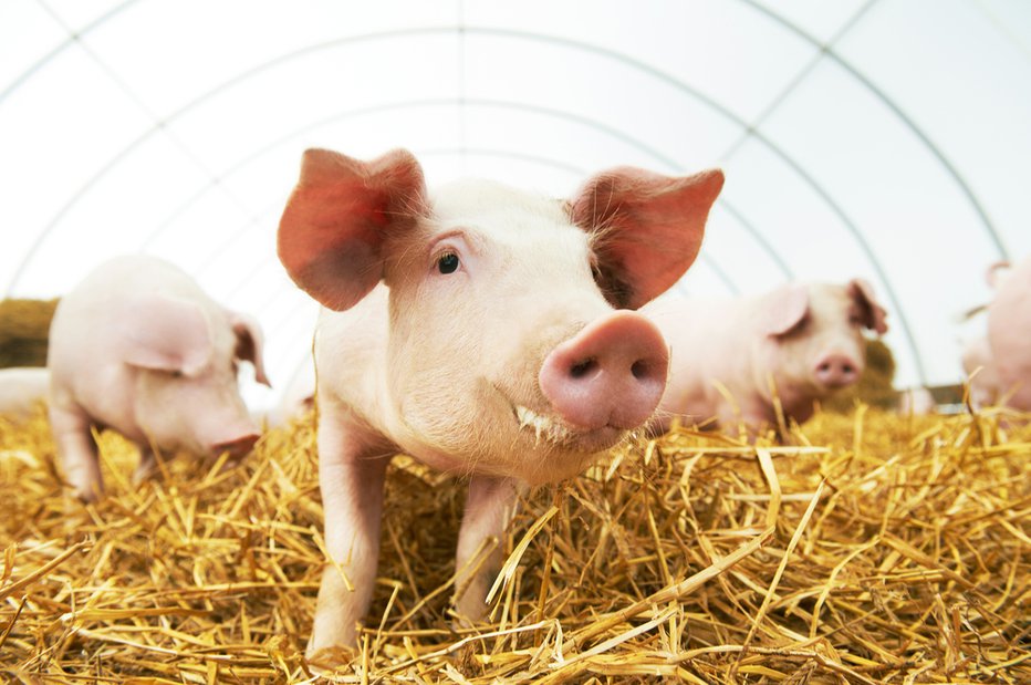 Fotografija: Gojenje človeških organov na živalih. FOTO: Shutterstock