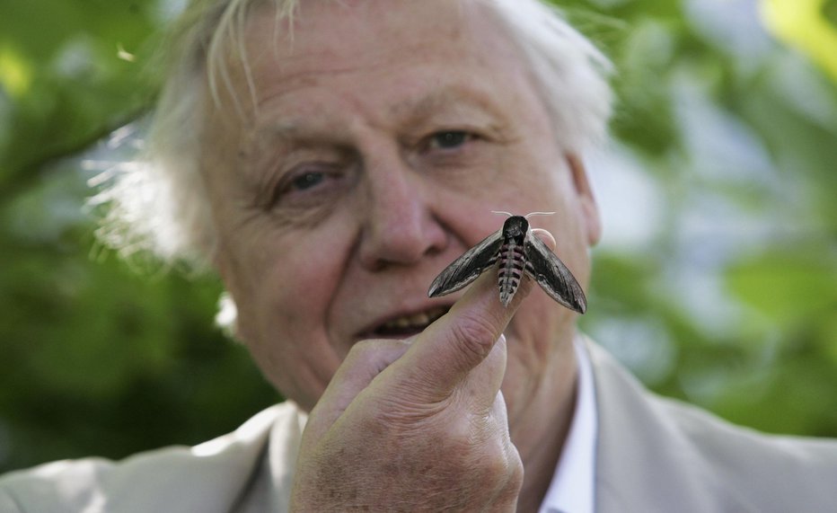 Fotografija: Sir David Attenborough je velik poznavalec živalskega in rastlinskega sveta. Foto: Guliver/Cover images