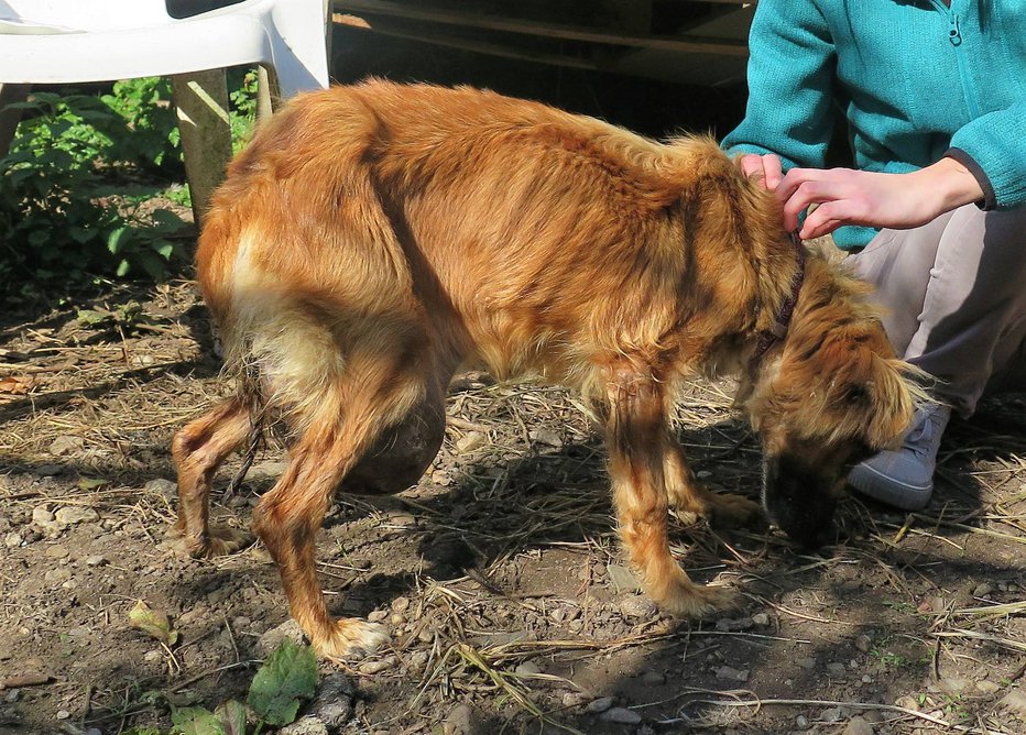 Fotografija: Že več kot 20 let prostovoljci skrbijo za zapuščene živali na Koroškem, zdaj pa jih ni nihče nič vprašal. FOTO: DPMŽ Koroške