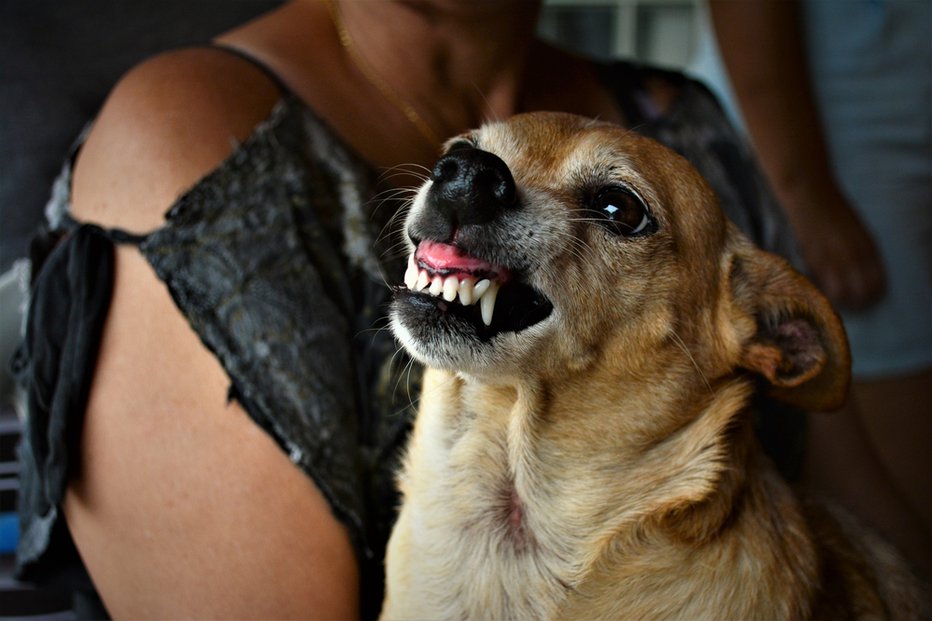 Fotografija: Ali svojim psom vsakodnevno krtačite zobe? FOTO: Shutterstock
