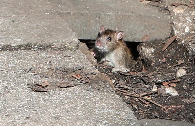 Ena od domnevno 33 podgan izpred poliklinike. Foto: Igor Mali
