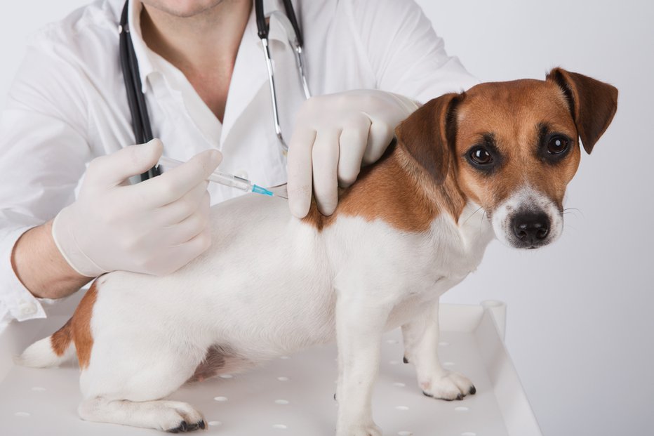 Fotografija: Zdaj se problematizira cepljenje psov in mačk. FOTO: Shutterstock