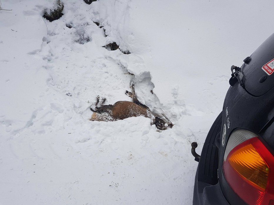 Fotografija: Poginulega jelena so pregledali in ugotovili, da krvi v njem praktično ni bilo. FOTO: Pohorje, Osankarica