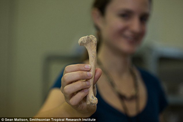 Fotografija: Pasje kosti povedo veliko več, kot je videti na prvi pogled.