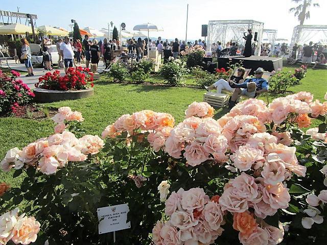 Ob roséjih se je med vrtnicami uživalo tudi v rožnem vrtu. FOTO: Janez Mužič