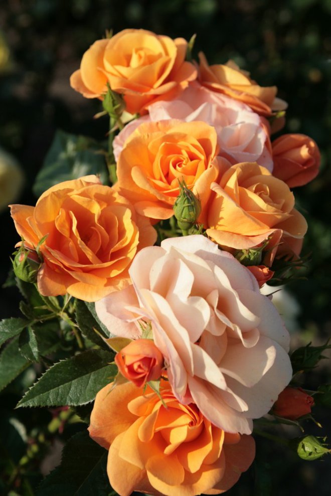Vrtnica Portorož navdušuje s čudovitimi cvetovi, katerih barva se spreminja od žareče oranžne in rumene do svetlo rožnate. FOTO: Janez Mužič