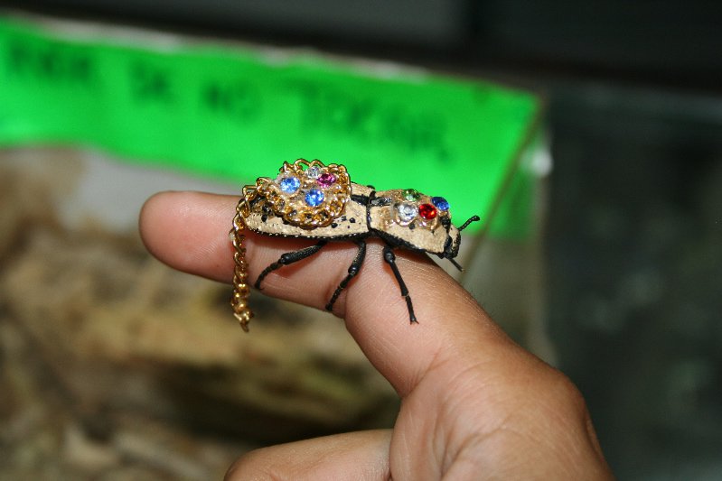 Fotografija: V Mehiki že stoletja nosijo žive hrošče kot nakit.