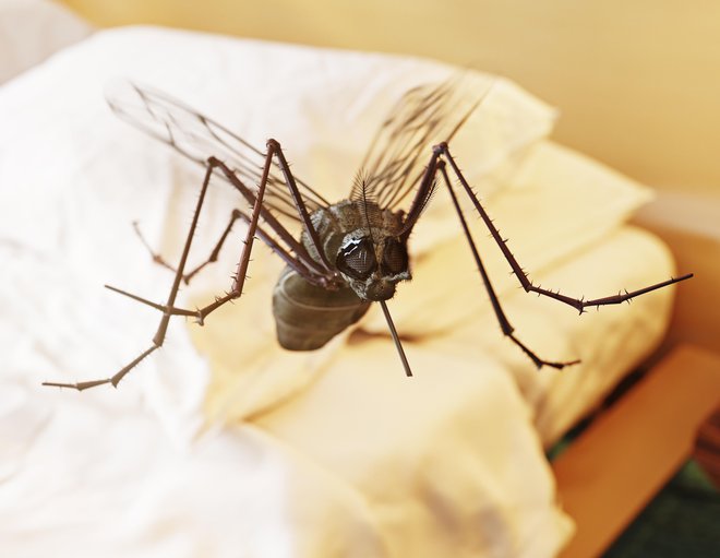 Nadležni komarji so najdejavnejši zjutraj in zvečer.