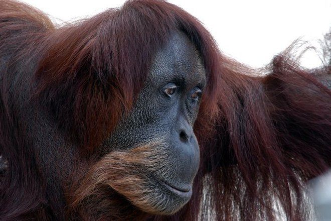 Kot najstarejša samica sumatranskega orangutana je bila v Guinnessovi knjigi rekordov.