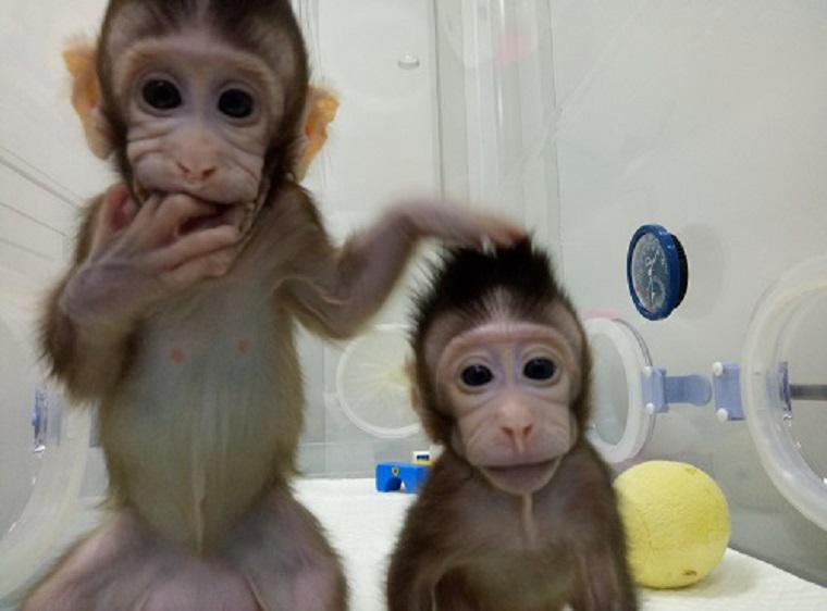 Fotografija: Zdravi, veseli mali opici