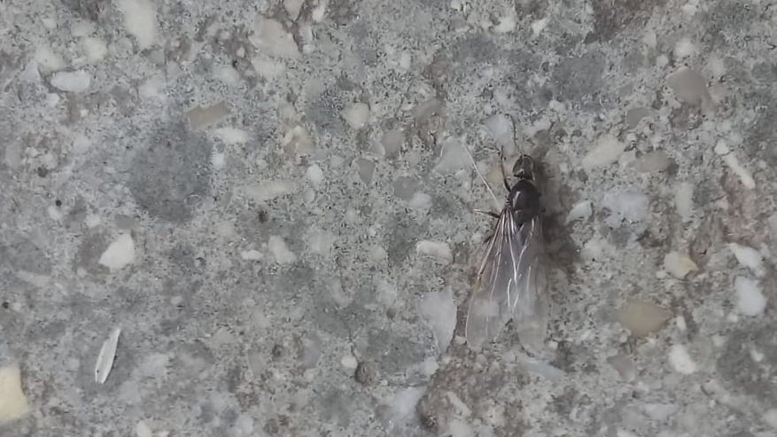 Fotografija: Kadar je primerno vreme in so v mravljiščih dorasli novi spolni osebki, mlade matice in samci mravelj zletijo na prosto. Med rojenjem samci oprašijo samice, te pa nato poiščejo primeren kraj za domovanje, si odlomijo krila in osnujejo novo mravljišče, je pojasnil dr. Andrej Gogala. FOTO: Anja Lekše