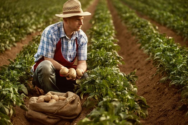 Kakšen bo letos pridelek krompirja? FOTO: Guliver/Getty Images