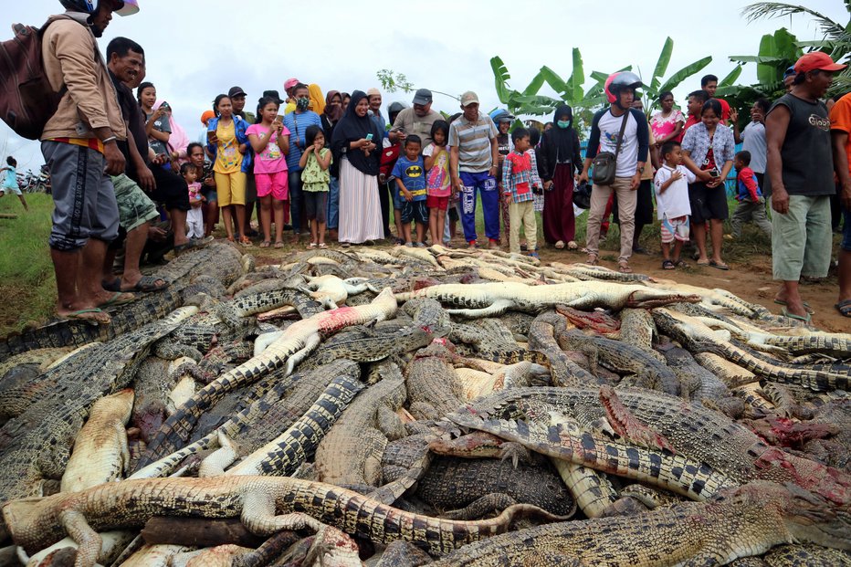 Fotografija: Domačine, udeležene v napadu na krokodile, verjetno čaka kazenski pregon. Foto: Reuters