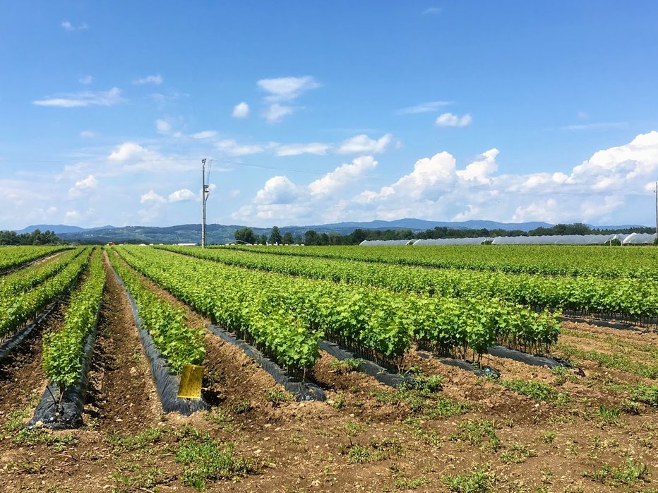 Fotografija: Kmetje na Krškem polju pridelajo skoraj 2500 ton zelenjave. FOTO: Jaroslav Jankovič