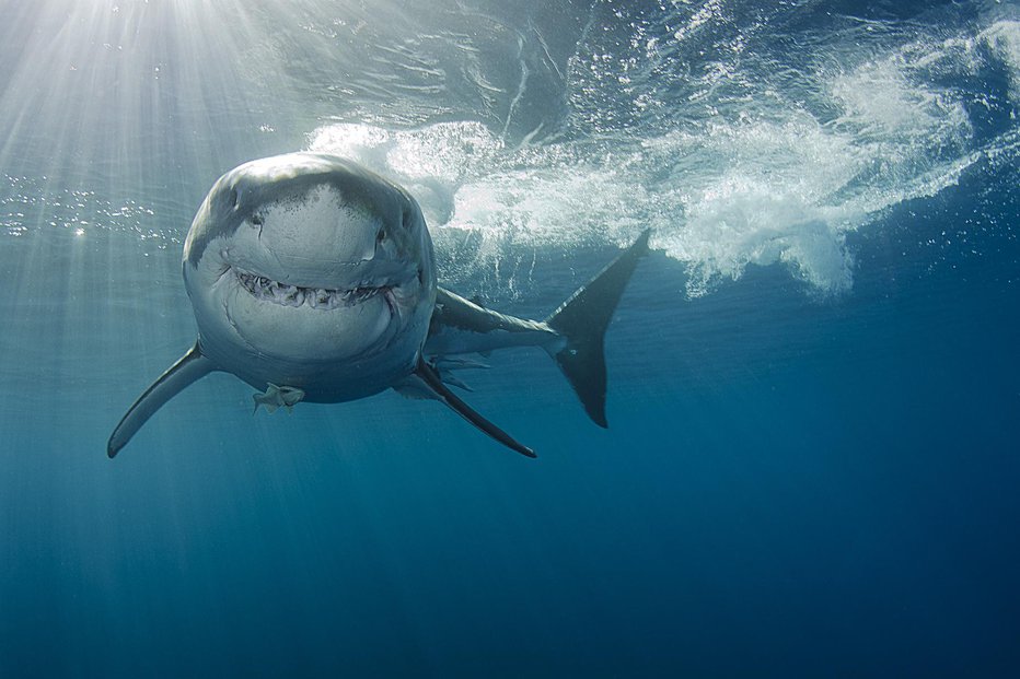Fotografija: Belega morskega psa bomo redko srečali v Jadranu. FOTO: Guliver/Getty Images