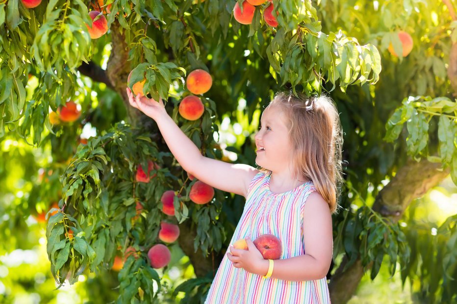 Fotografija: Včasih je bilo na kmečkem dvorišču sadja za vso sezono. FOTO: Guliver/Getty Images