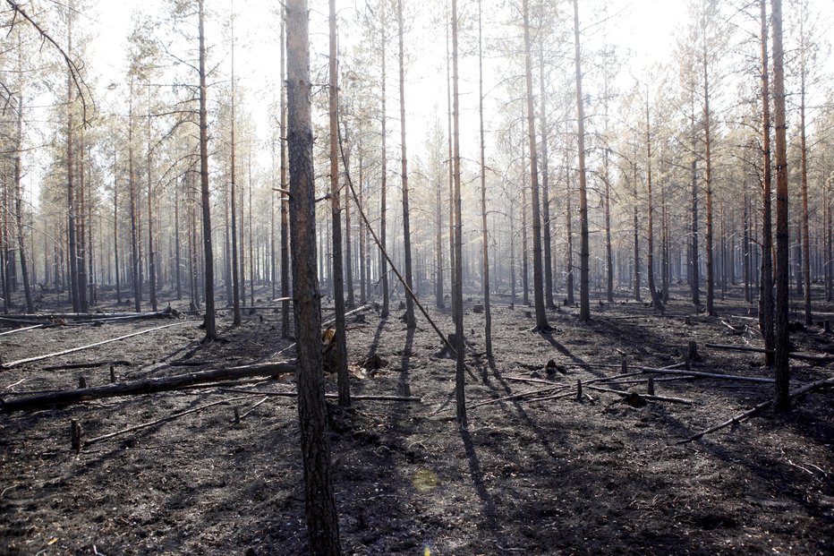 Fotografija: Gozdni požar na Švedskem. FOTO: AP