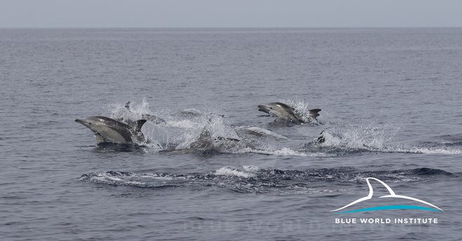 Delfini na Kornatih FOTO: Blue World Institute
