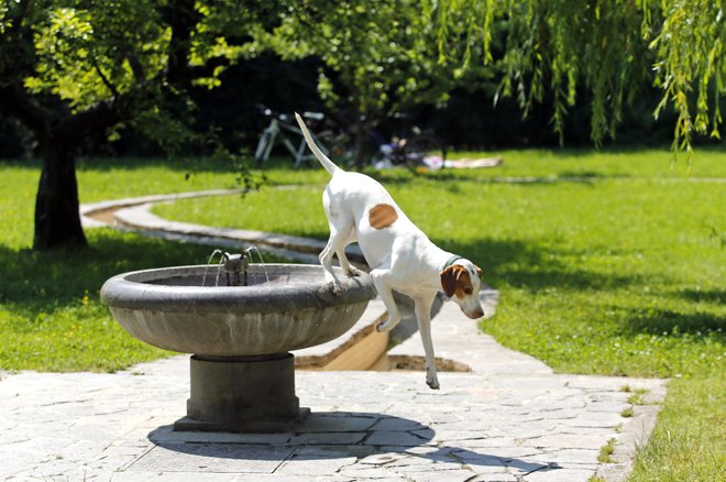 Na javnih površinah morajo biti psi na povodcu. FOTO: Matej Družnik, Delo