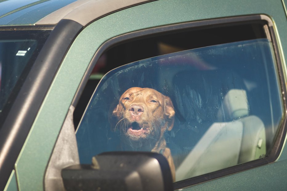 Fotografija: Notranjost avta se hitro segreje in pes lahko doživi vročinski udar. FOTO: Guliver/Getty Images